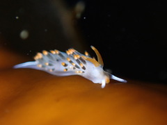 Diaphoreolis lagunae