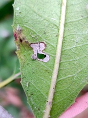 Stigmella heteromelis