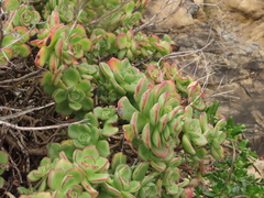 Aeonium haworthii