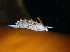 Diaphoreolis lagunae