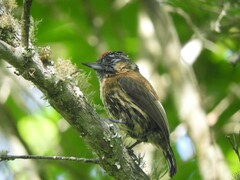 Picumnus nebulosus
