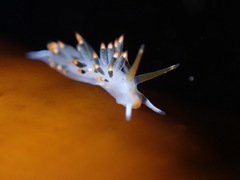 Diaphoreolis lagunae