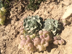 Physaria didymocarpa