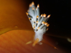 Diaphoreolis lagunae