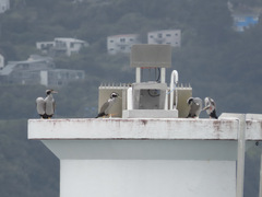 Phalacrocorax punctatus