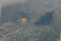 Oreotrochilus chimborazo