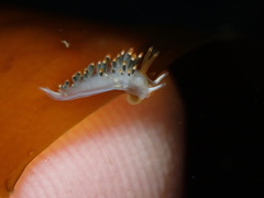 Diaphoreolis lagunae