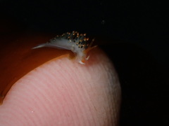 Diaphoreolis lagunae