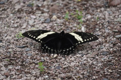 Papilio menatius