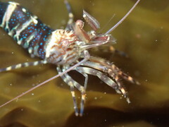 Heptacarpus