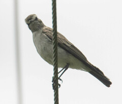 Muscisaxicola alpinus