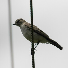 Muscisaxicola alpinus