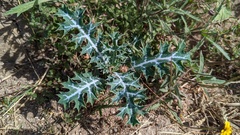 Argemone mexicana