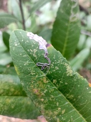 Stigmella heteromelis