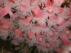 Corynactis californica