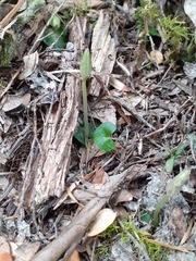 Corybas cheesemanii