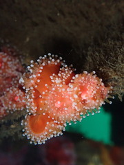 Corynactis californica