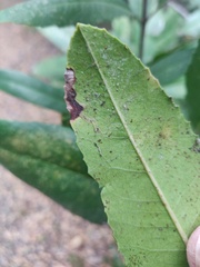 Stigmella heteromelis