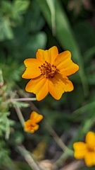 Tagetes tenuifolia