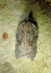 Acleris effractana