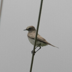 Muscisaxicola alpinus