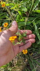 Tagetes tenuifolia
