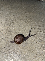 Helminthoglypta umbilicata