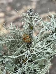 Teloschistes chrysophthalmus