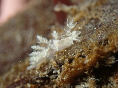 Dendronotus