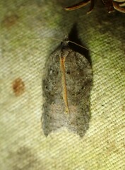 Acleris effractana