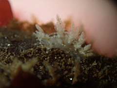 Dendronotus