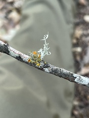 Teloschistes chrysophthalmus