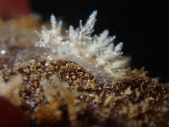 Dendronotus