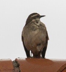 Cinclodes albidiventris