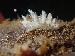 Dendronotus