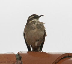 Cinclodes albidiventris