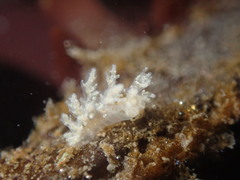 Dendronotus