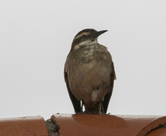 Cinclodes albidiventris