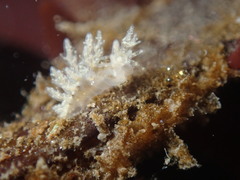Dendronotus