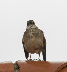 Cinclodes albidiventris