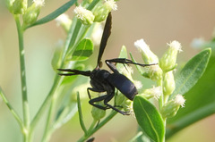 Aculeata