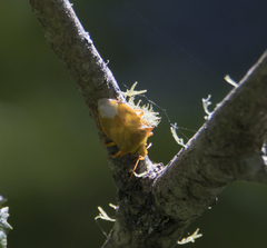 Brontocoris nigrolimbatus