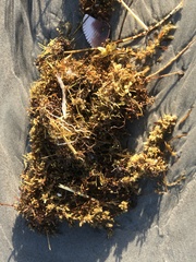 Sargassum fluitans