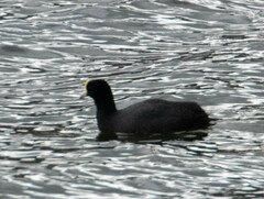 Fulica ardesiaca