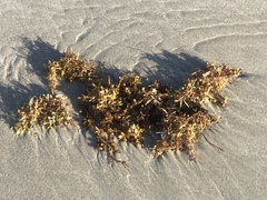 Sargassum fluitans