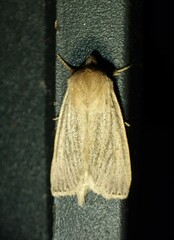Globia oblonga