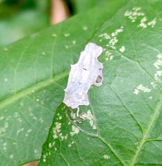 Stigmella heteromelis