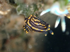 Polycera atra