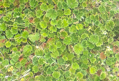 Alchemilla orbiculata