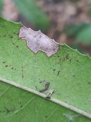 Stigmella heteromelis
